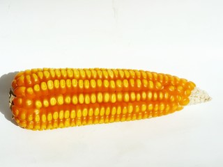 corn on the cob