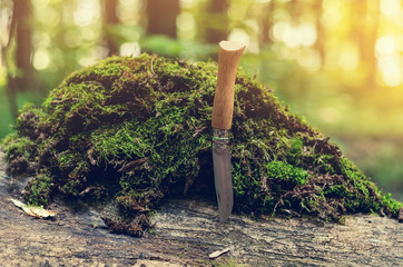 Folding knife with wooden handle is stuck in tree. Stack of green moss