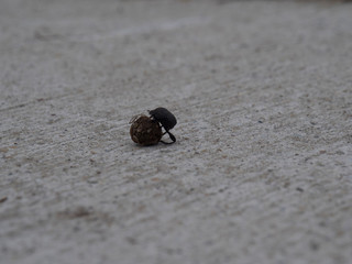 Bousier roulant une boule