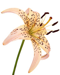Flower of asian lily, isolated on white background - obrazy, fototapety, plakaty