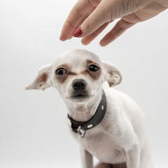 A small puppy in a black collar and a woman's hand