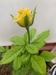 Yellow rose with green leaves from the home garden