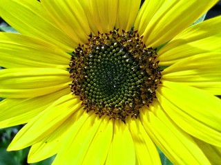 Macro view of a sunflower 