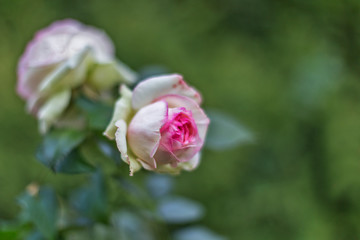 Two-colored rose in the garden on blurred green bokeh background. 