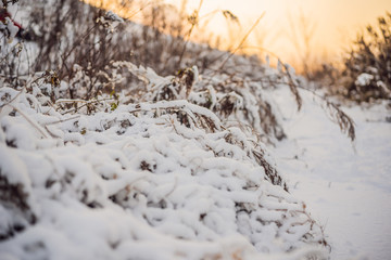 Winter trees and bushes heavily strewn with deep snow. Snow frosty winter