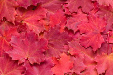 Naklejka na ściany i meble Bright autumn background with red maple leaves. Natural backdrop