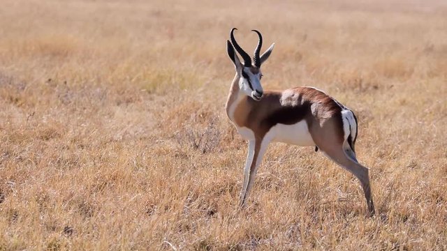 Springbok licking its fur. Central Kalahari Games Reserve in Botswana.