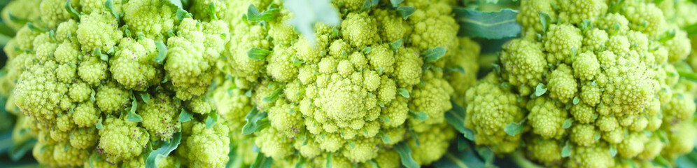 Fresh green cauliflower romanesco closeup