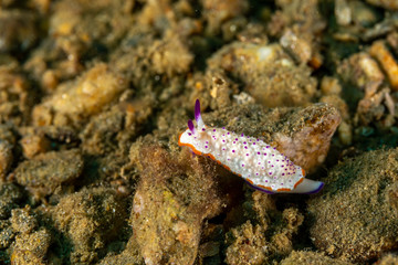 Fototapeta na wymiar The most beautiful underwater snails of the Indian and Pacific Ocean