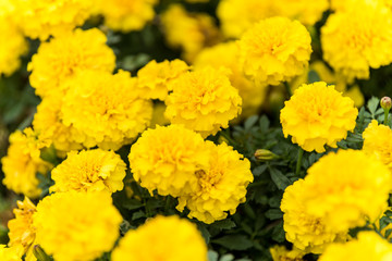  Yellow chrysanthemum flowers blooming in Autumn at the park in Shanghai, China.