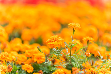  Yellow chrysanthemum flowers blooming in Autumn at the park in Shanghai, China.