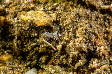 The most beautiful underwater snails of the Indian and Pacific Ocean