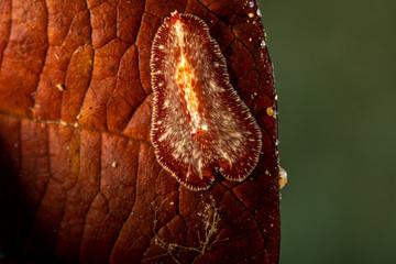 The most beautiful underwater snails of the Indian and Pacific Ocean