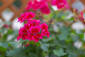 Red pelargonium flower on a green blurred green background, beautiful bokeh. Pelargonium in the garden. Geranium red flowers close up. Red geraniums. Red geranium flowers. 