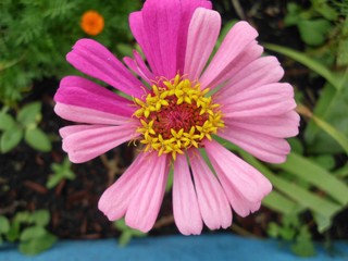 Fototapeta premium Pink zinnia