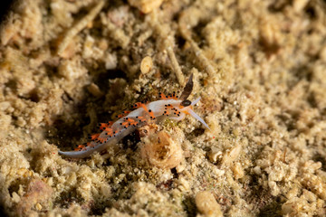 The most beautiful underwater snails of the Indian and Pacific Ocean