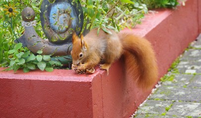 Eichhörnchen
