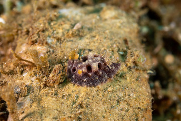 The most beautiful underwater snails of the Indian and Pacific Ocean