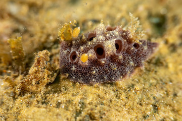 The most beautiful underwater snails of the Indian and Pacific Ocean