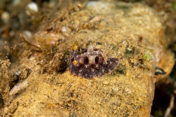 The most beautiful underwater snails of the Indian and Pacific Ocean