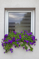 White brick wall with windows and blue petunia flowers in flower boxes