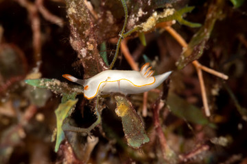 The most beautiful underwater snails of the Indian and Pacific Ocean