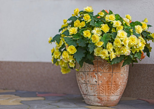 Pattern of beautiful natural yellow and orange begonia flowers texture full blooming in flower garden for background and wallpaper. Big begonias bush in full bloom in a large ceramic pot. 