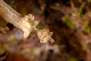 The most beautiful underwater snails of the Indian and Pacific Ocean