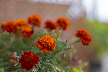 Close up of beautiful Marigold flower (Tagetes erecta) in the garden. Macro of marigold in flower bed sunny day. Magrigold background or tagetes card.