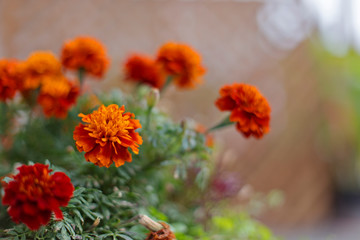 Close up of beautiful Marigold flower (Tagetes erecta) in the garden. Macro of marigold in flower bed sunny day. Magrigold background or tagetes card.