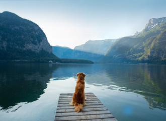 dog on a journey. Nova Scotia retriever by a mountain lake on a wooden bridge. A trip with a pet to...