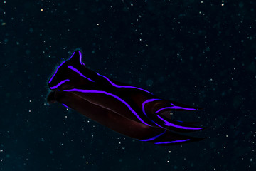 The most beautiful underwater snails of the Indian and Pacific Ocean