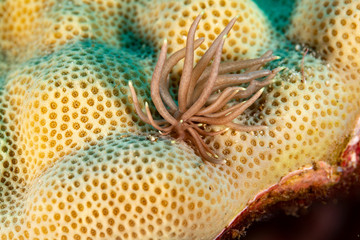 The most beautiful underwater snails of the Indian and Pacific Ocean