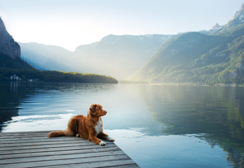 dog on a journey. Nova Scotia retriever by a mountain lake on a wooden bridge. A trip with a pet to...