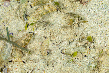 The most beautiful underwater snails of the Indian and Pacific Ocean