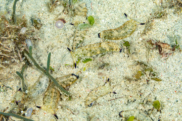 The most beautiful underwater snails of the Indian and Pacific Ocean