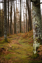 Narrow path between trees