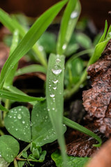 Gouttes d'eau sur brin d'herbe