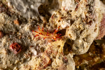 The most beautiful underwater snails of the Indian and Pacific Ocean