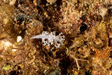 The most beautiful underwater snails of the Indian and Pacific Ocean
