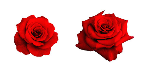 Two red rose isolated on white background. Beautiful flower for women for Valentine's Day. Red petals