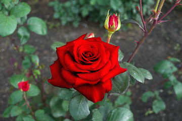 Red rose in Botanic garden. Beautiful flower for women for Valentine's Day. Red petals