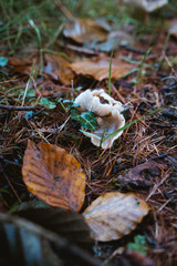 Fungus growing on the ground