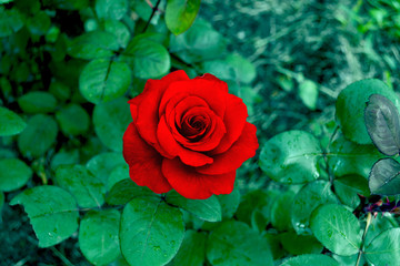 Red rose in Botanic garden. Beautiful flower for women for Valentine's Day. Red petals