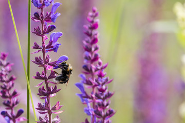 Hummel besucht blühende Lupine