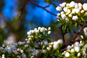 Apple blossom. Apple tree branches in buds of new flowers.