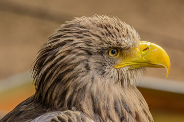 detailed portrait of sea eagle