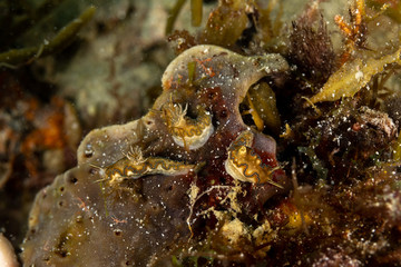 The most beautiful underwater snails of the Indian and Pacific Ocean