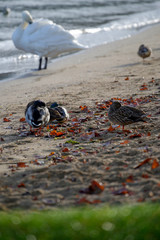 Canards sur la plage du lac