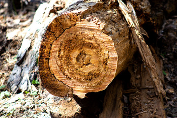 Sawn tree eaten by bark beetle.